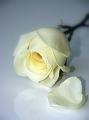 © Bloemen en planten 19 